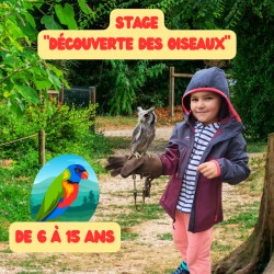 Stage Oiseaux (6-15 ans)