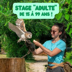 Stage adulte