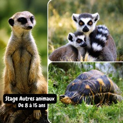 Stage Autres animaux (8-15...