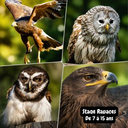 Stage Rapaces (7-15 ans)