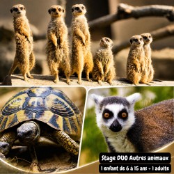 Stage duo "Autres animaux"...