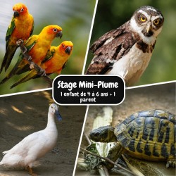 Stage Mini plume (4-6 ans +...